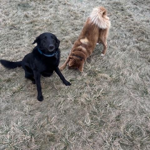 Enlarge Buddy, a Adoptable Labrador Retriever in Indianapolis, IN image 2/5
