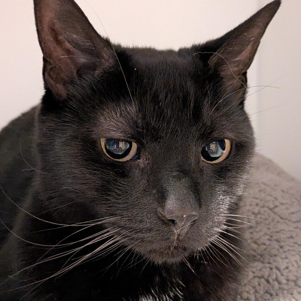 Moony, Adoptable, Adult Male Domestic Short Hair.