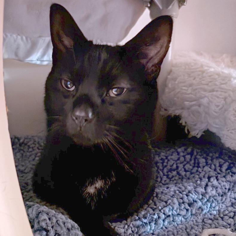 Enlarge Moony, a Adoptable Domestic Short Hair in South Burlington, VT image 2/2