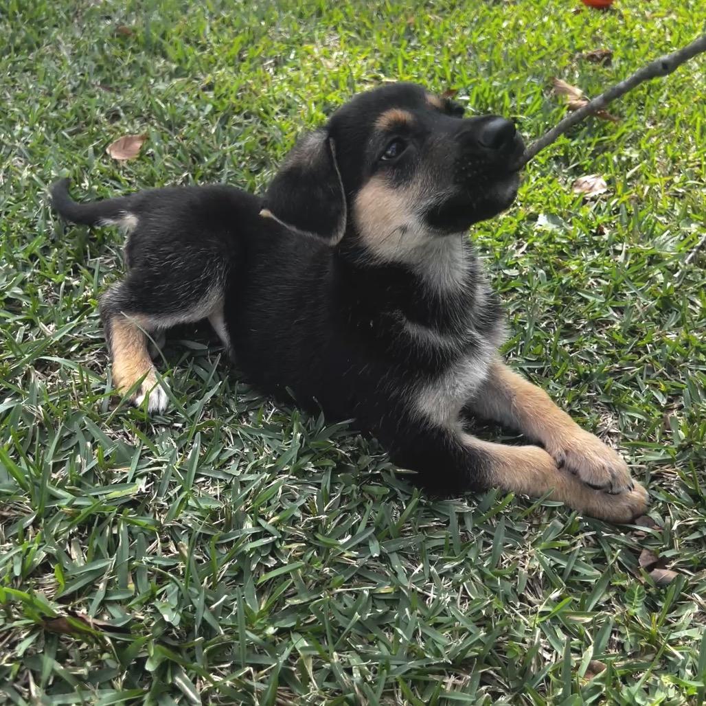 Enlarge Cookie, a Adoptable mixed breed in Oakdale, LA image 1/3
