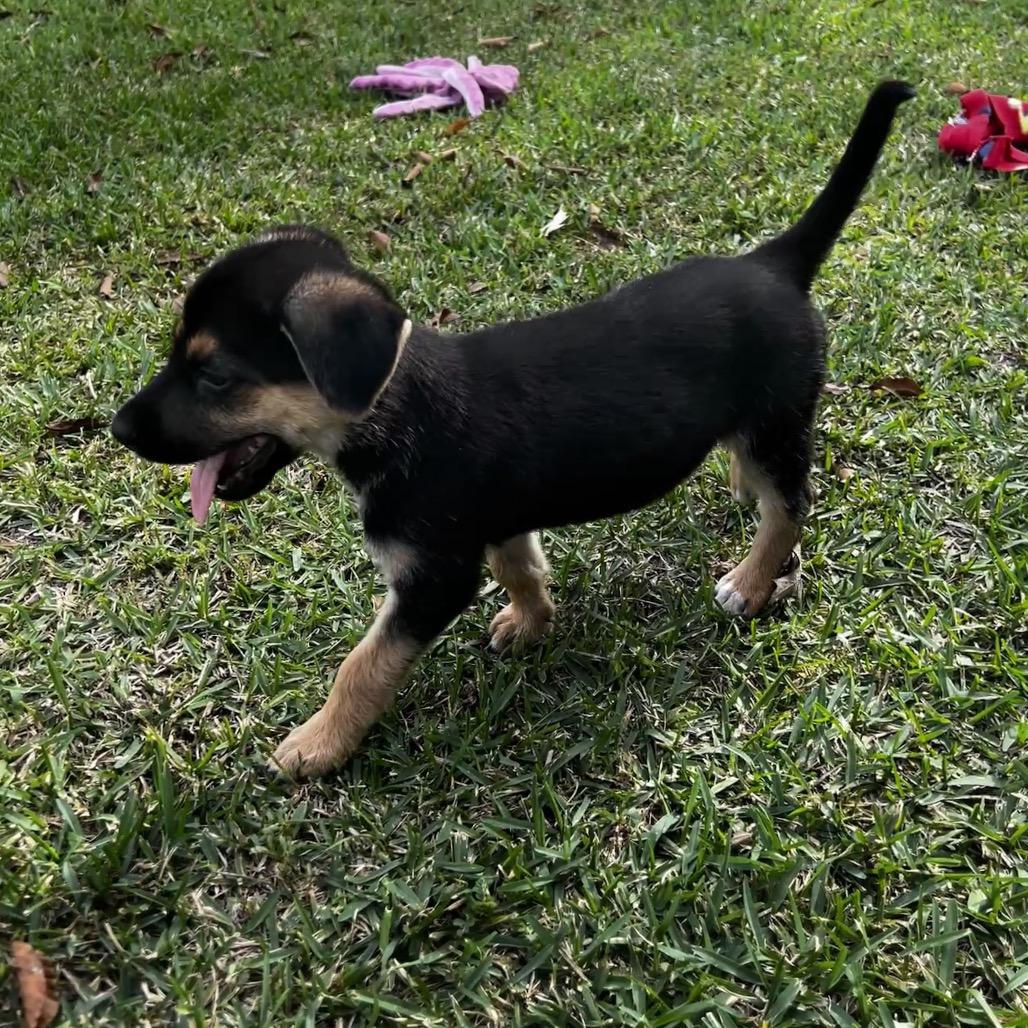 Enlarge Cookie, a Adoptable mixed breed in Oakdale, LA image 2/3