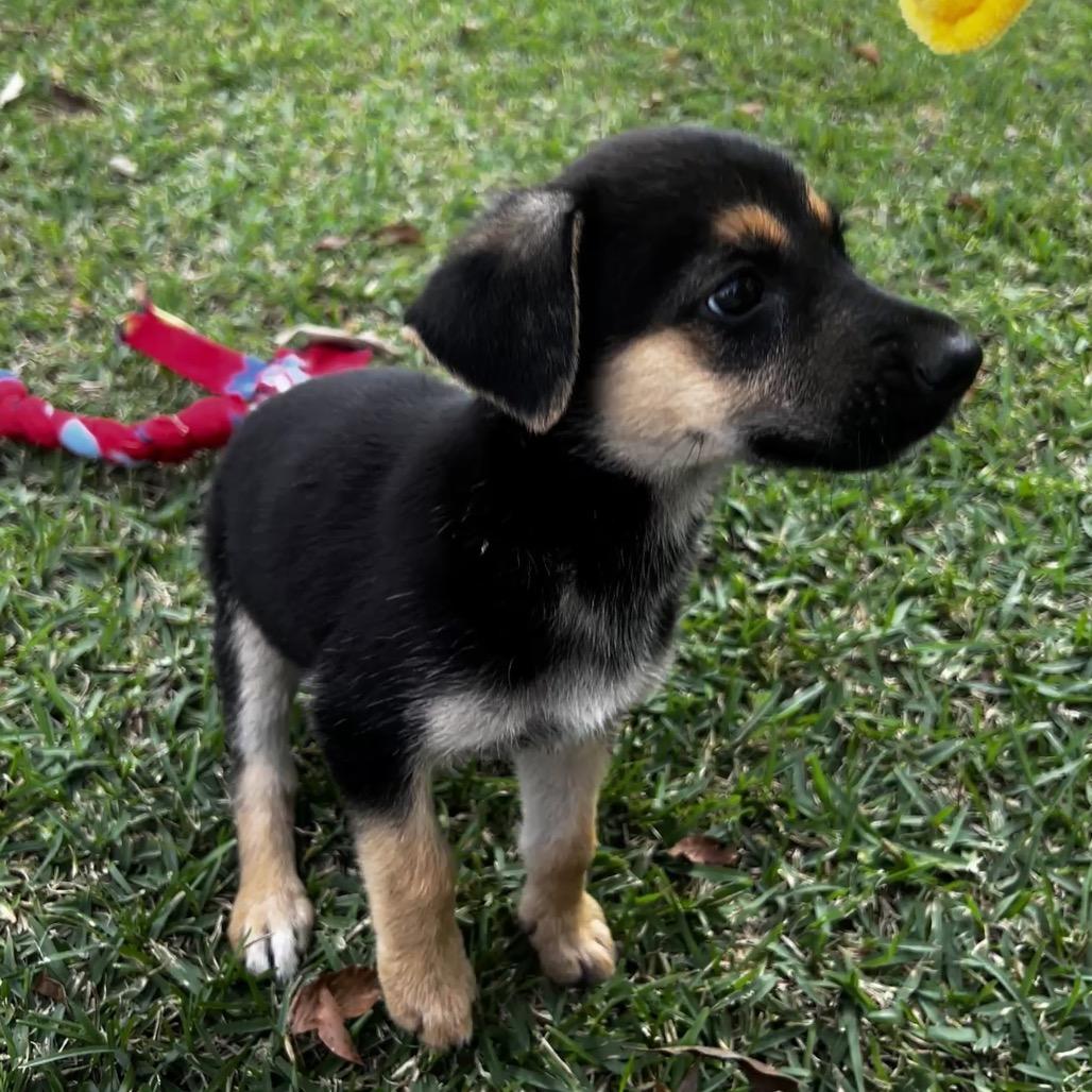 Enlarge Cookie, a Adoptable mixed breed in Oakdale, LA image 3/3