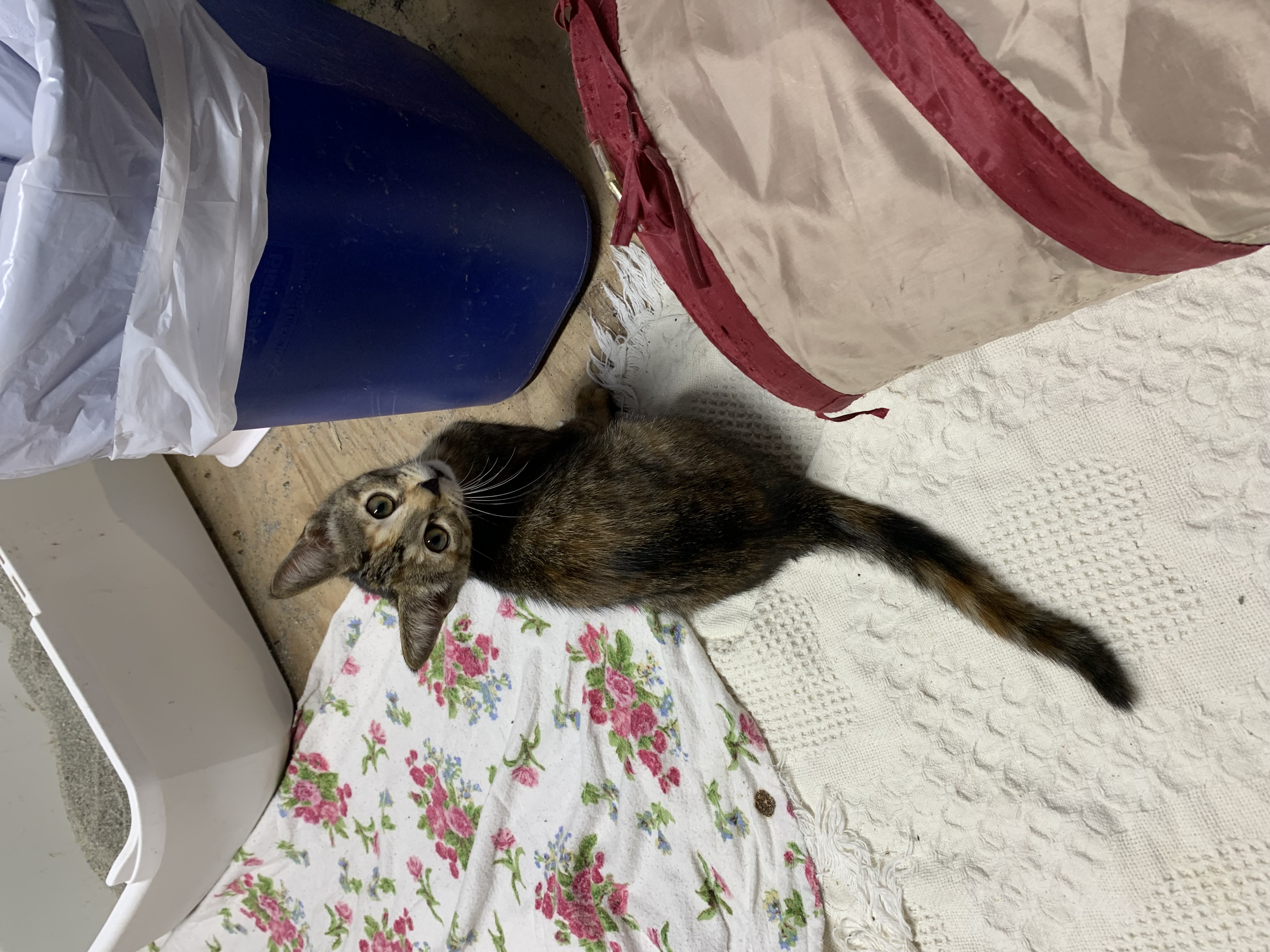 Winnifred
