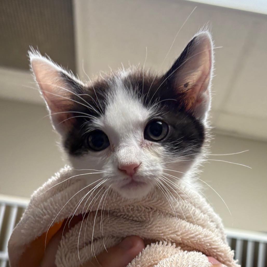 Enlarge Itchy, a Adoptable Domestic Short Hair in Yuma, AZ image 1/1