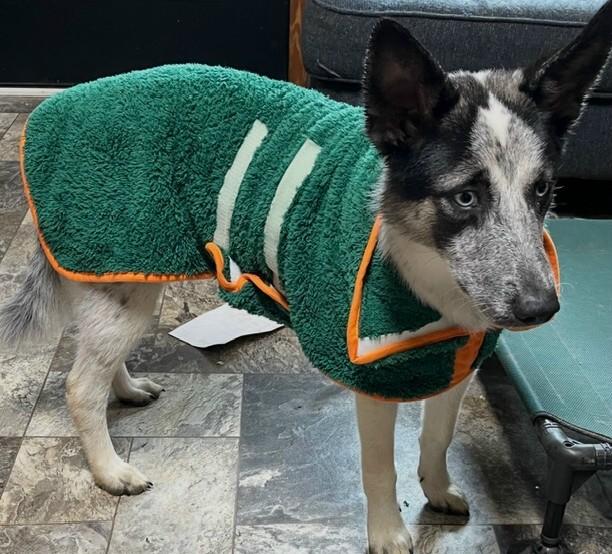 Enlarge Lilly, a ADOPTABLE mixed breed in Gardiner, NY image 4/5