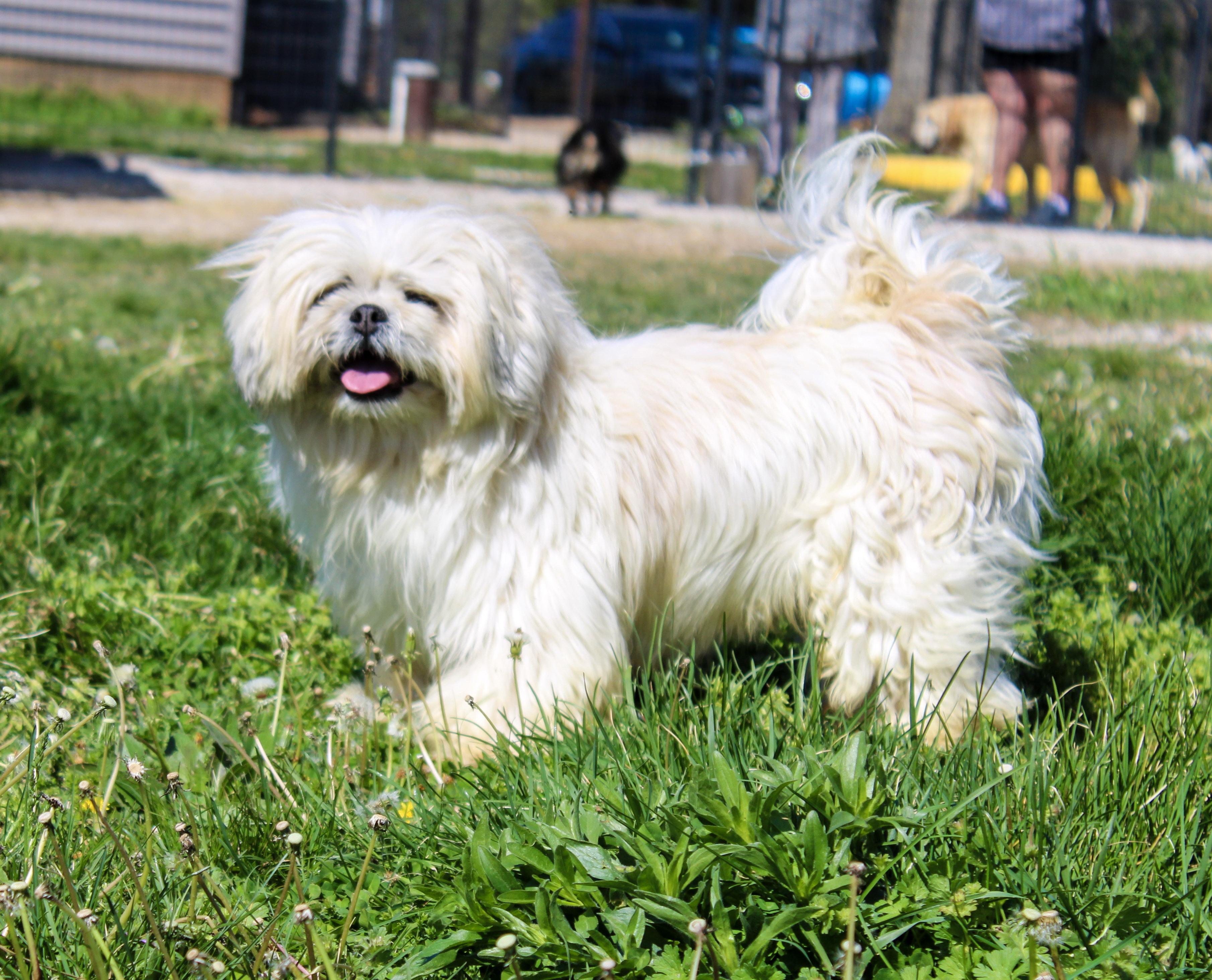 Enlarge George, a ADOPTABLE Lhasa Apso in Neosho, MO image 1/3