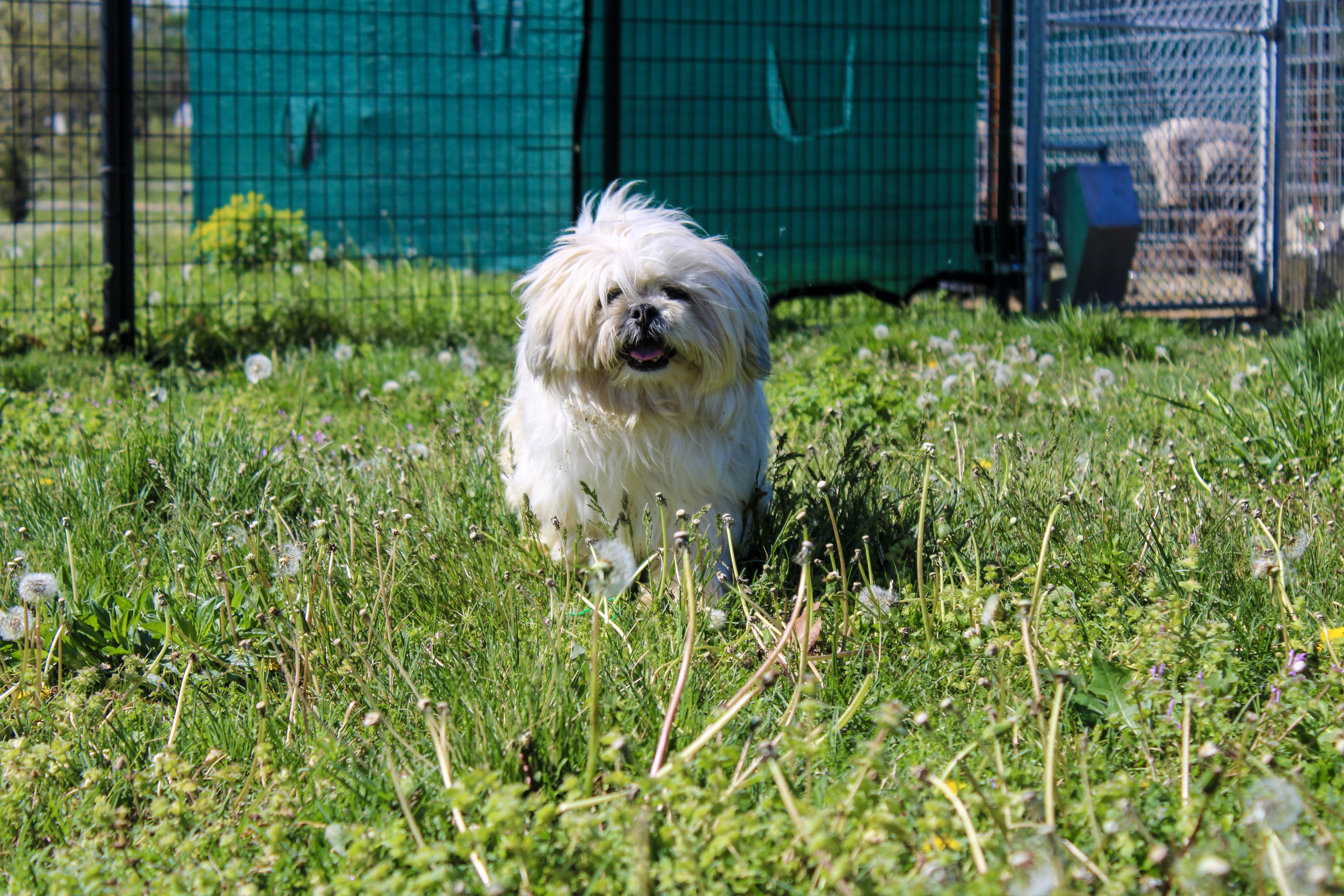 Enlarge George, a ADOPTABLE Lhasa Apso in Neosho, MO image 3/3