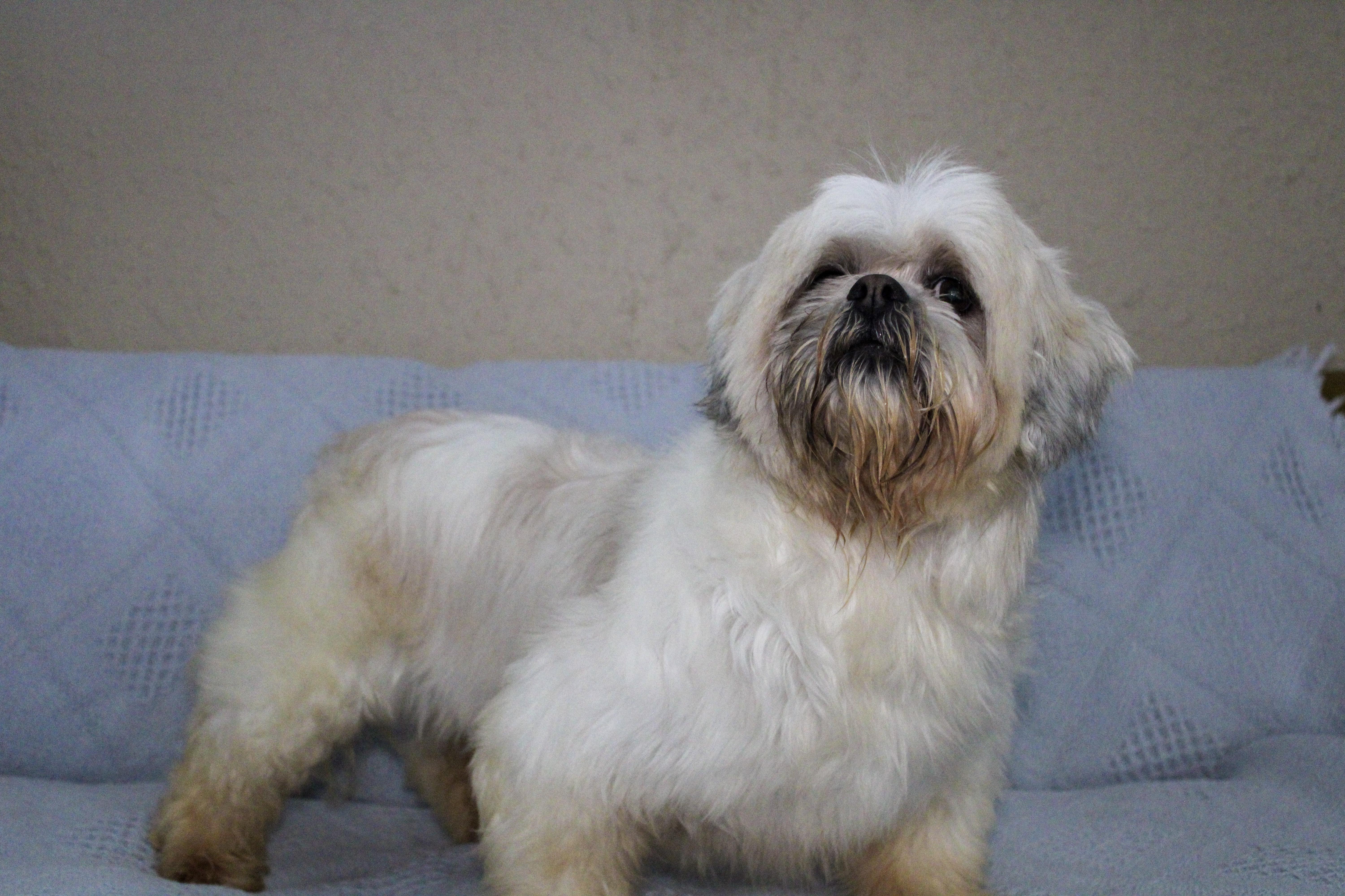 Enlarge George, a ADOPTABLE Lhasa Apso in Neosho, MO image 1/1