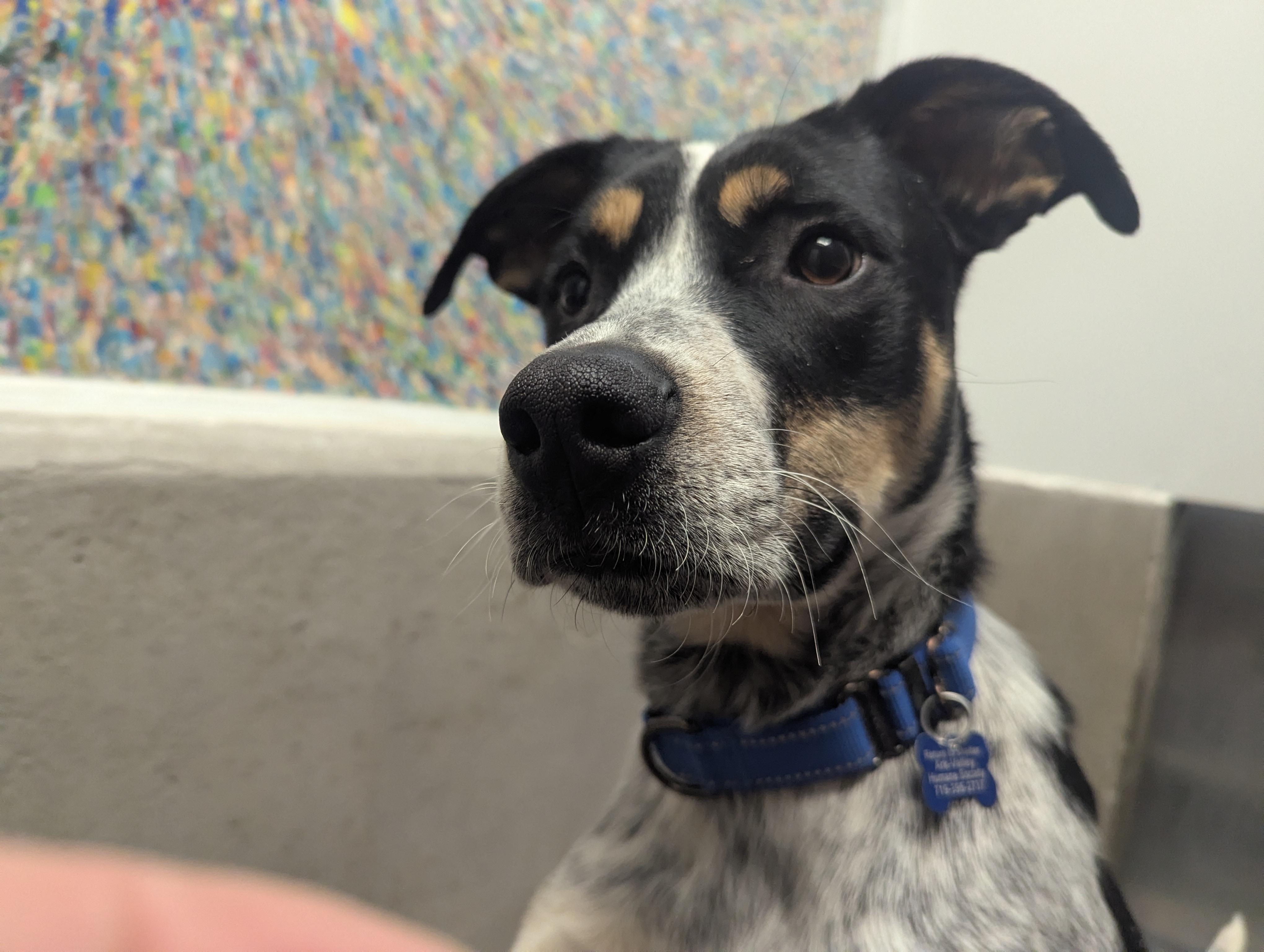 Chipper, a Adoptable mixed breed in Buena Vista, CO image 2/4