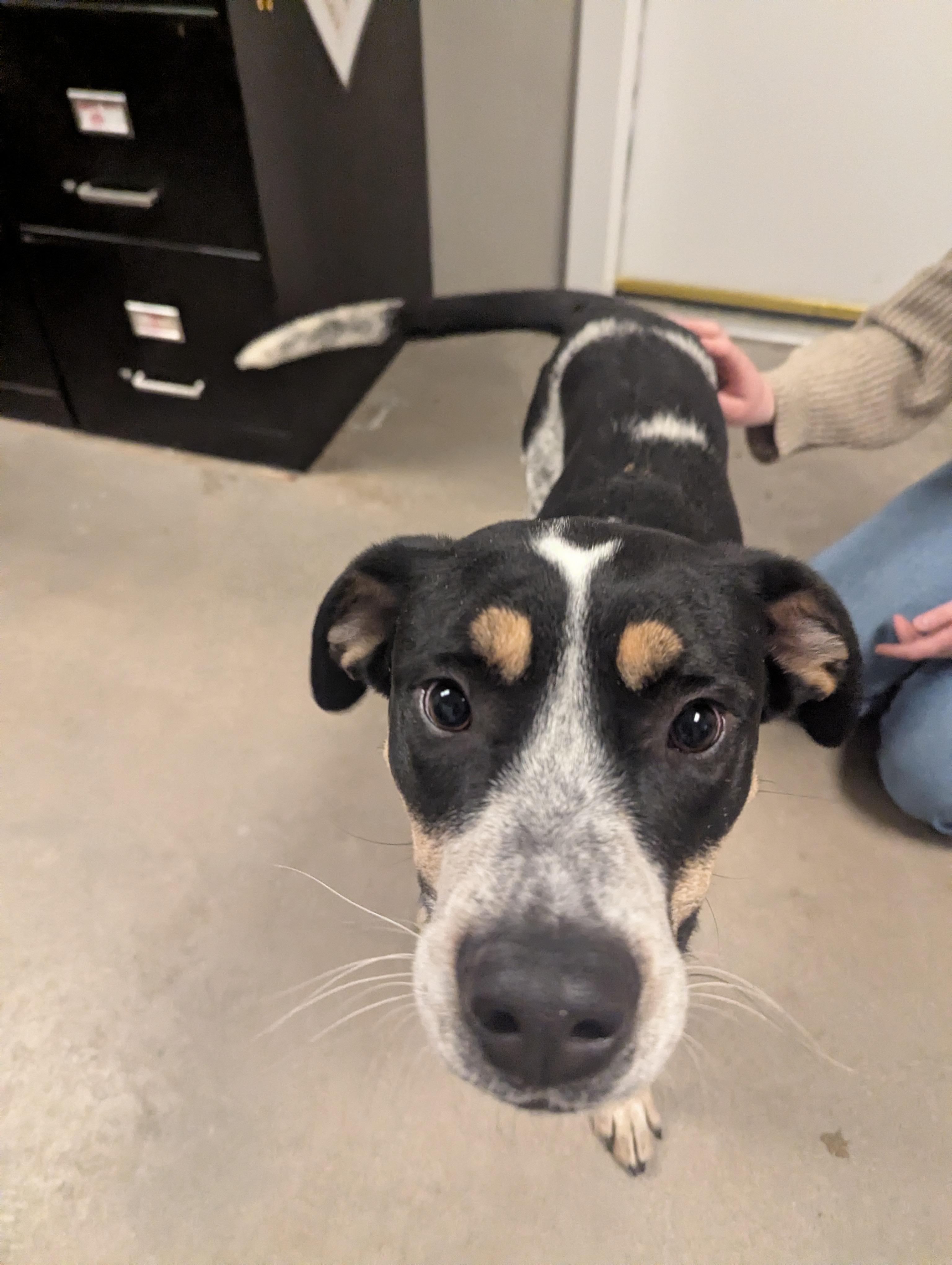 Chipper, a Adoptable mixed breed in Buena Vista, CO image 4/4