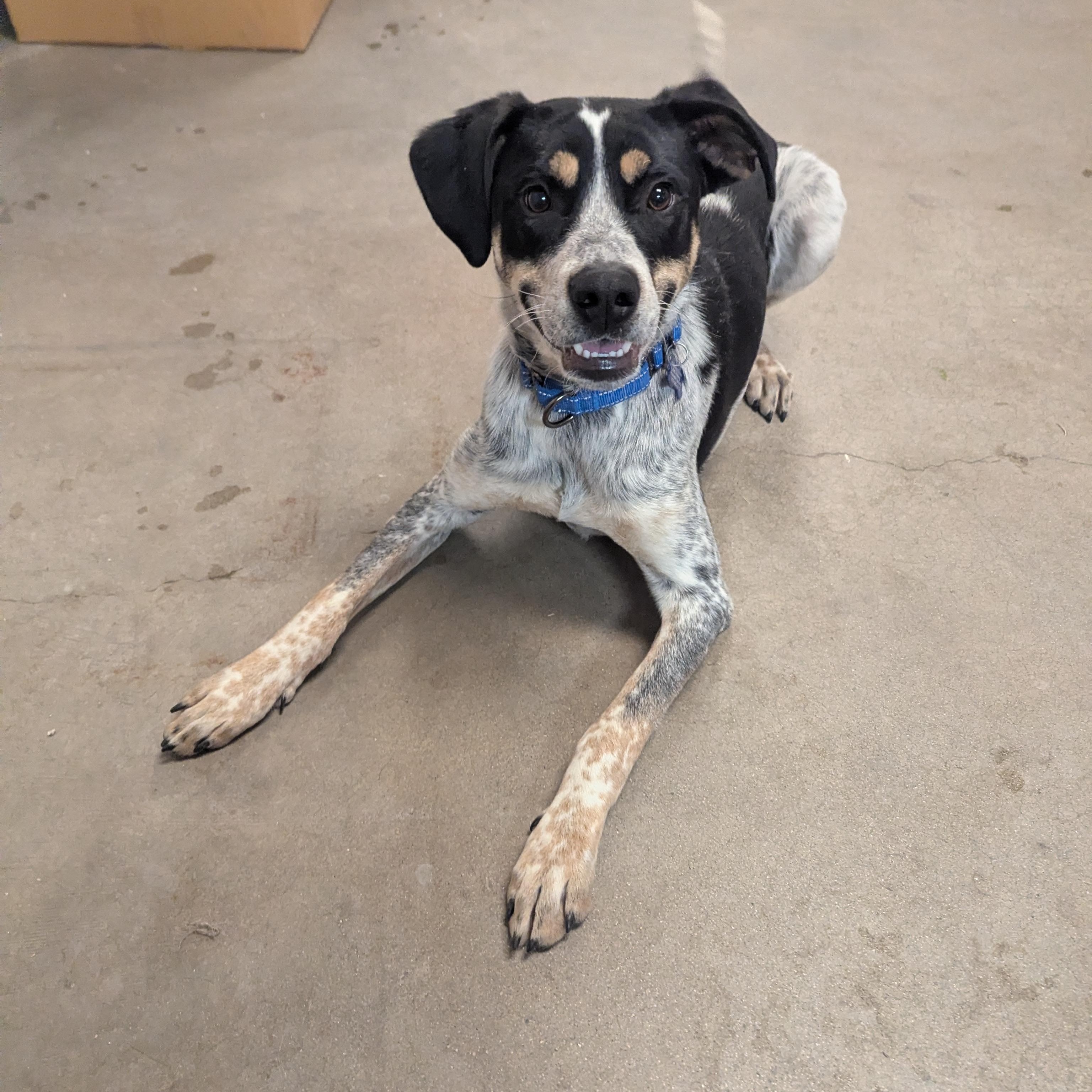 Chipper, a Adoptable mixed breed in Buena Vista, CO image 3/4