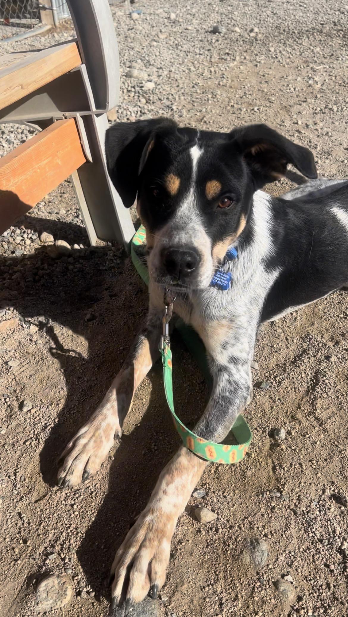 Chipper, Adoptable, Young Male Australian Cattle Dog / Blue Heeler & Coonhound.
