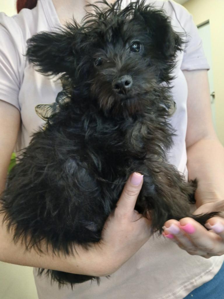 Yoda, Adopted, Puppy Male Yorkshire Terrier & Poodle.