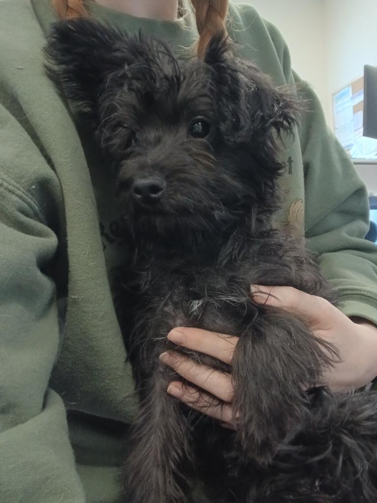 Yoda, a Adopted mixed breed in Ladysmith, WI image 2/2