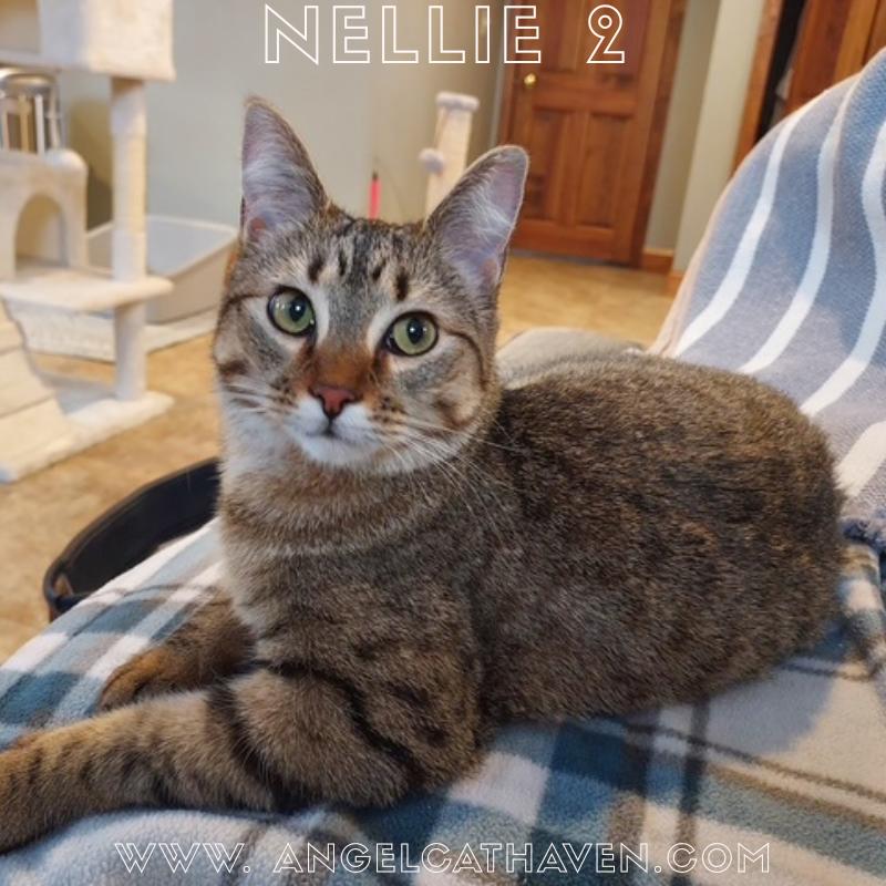 Enlarge Nellie 2, a ADOPTABLE Domestic Short Hair in Plainville, MA image 1/3