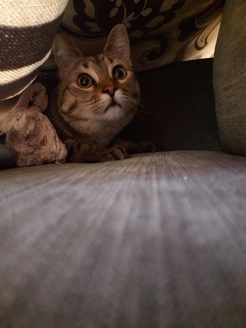 Enlarge Nellie 2, a ADOPTABLE Domestic Short Hair in Plainville, MA image 2/3