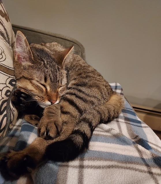 Enlarge Nellie 2, a ADOPTABLE Domestic Short Hair in Plainville, MA image 3/3