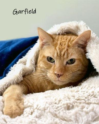 Garfield, Adoptable, Senior Male Domestic Short Hair.