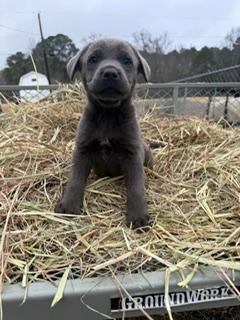 Bluey, ADOPTABLE, Puppy Male Hound.