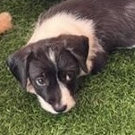 Scooter, a ADOPTABLE Mixed Breed in LEHIGH ACRES, FL image 1/6