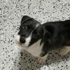 Scooter, a ADOPTABLE Mixed Breed in LEHIGH ACRES, FL image 4/6