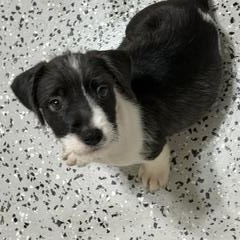 Scooter, a ADOPTABLE Mixed Breed in LEHIGH ACRES, FL image 2/6