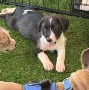Scooter, a ADOPTABLE Mixed Breed in LEHIGH ACRES, FL image 5/6