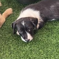 Scooter, a ADOPTABLE Mixed Breed in LEHIGH ACRES, FL image 6/6