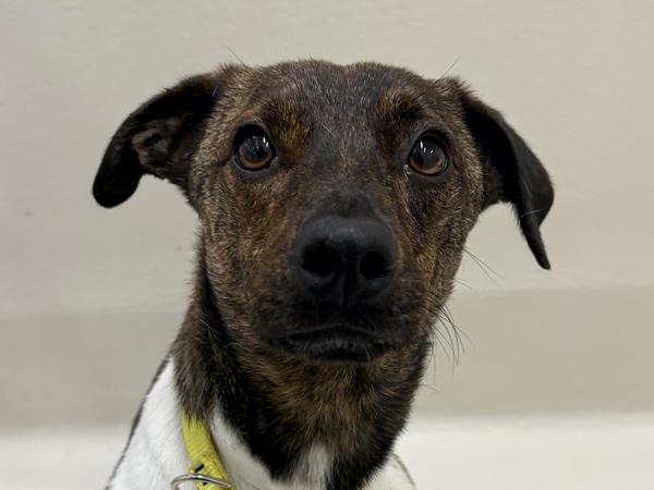 Scooby, Adoptable, Young Male Terrier & Mixed Breed.
