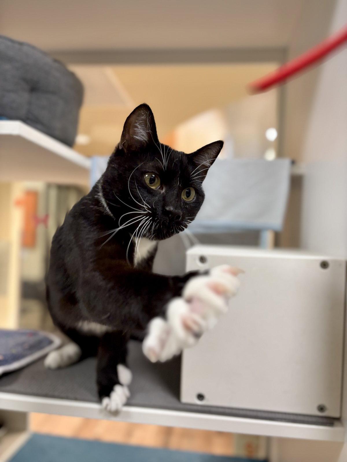 Enlarge Vernon, a Adopted Domestic Short Hair in Oakland, CA image 1/2