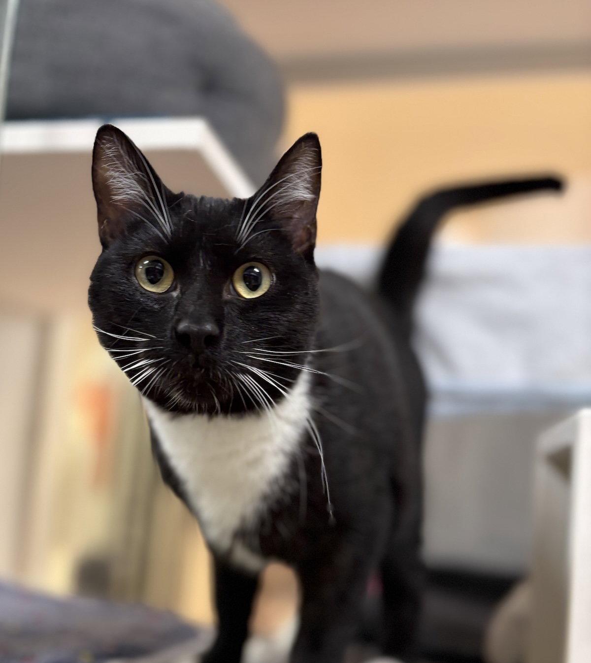 Enlarge Vernon, a Adopted Domestic Short Hair in Oakland, CA image 2/2