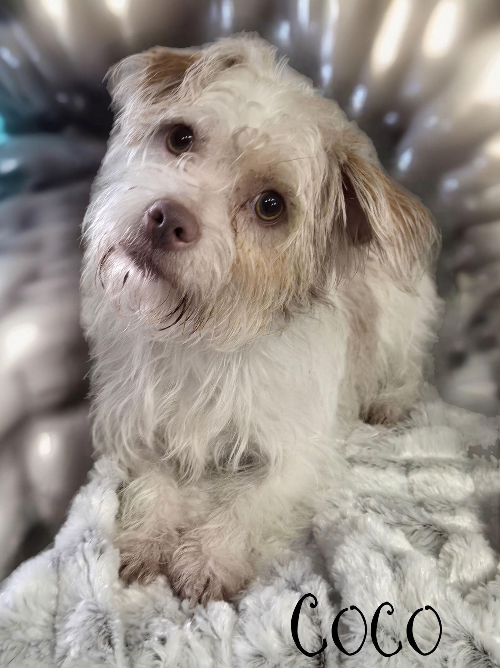 Enlarge Coco, a Adoptable mixed breed in Phelan, CA image 1/1