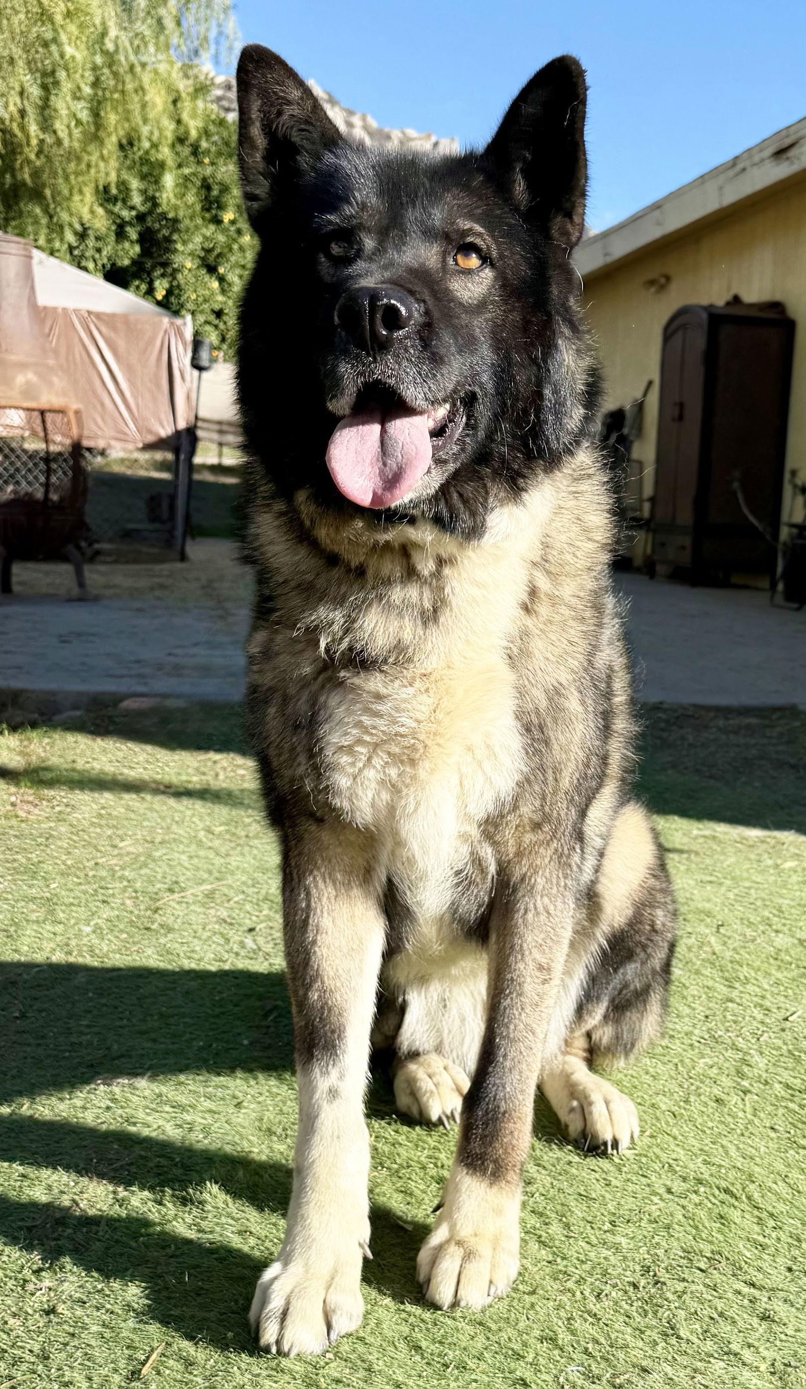 Enlarge Donna Jo, a Adoptable Akita in Romoland, CA image 1/3