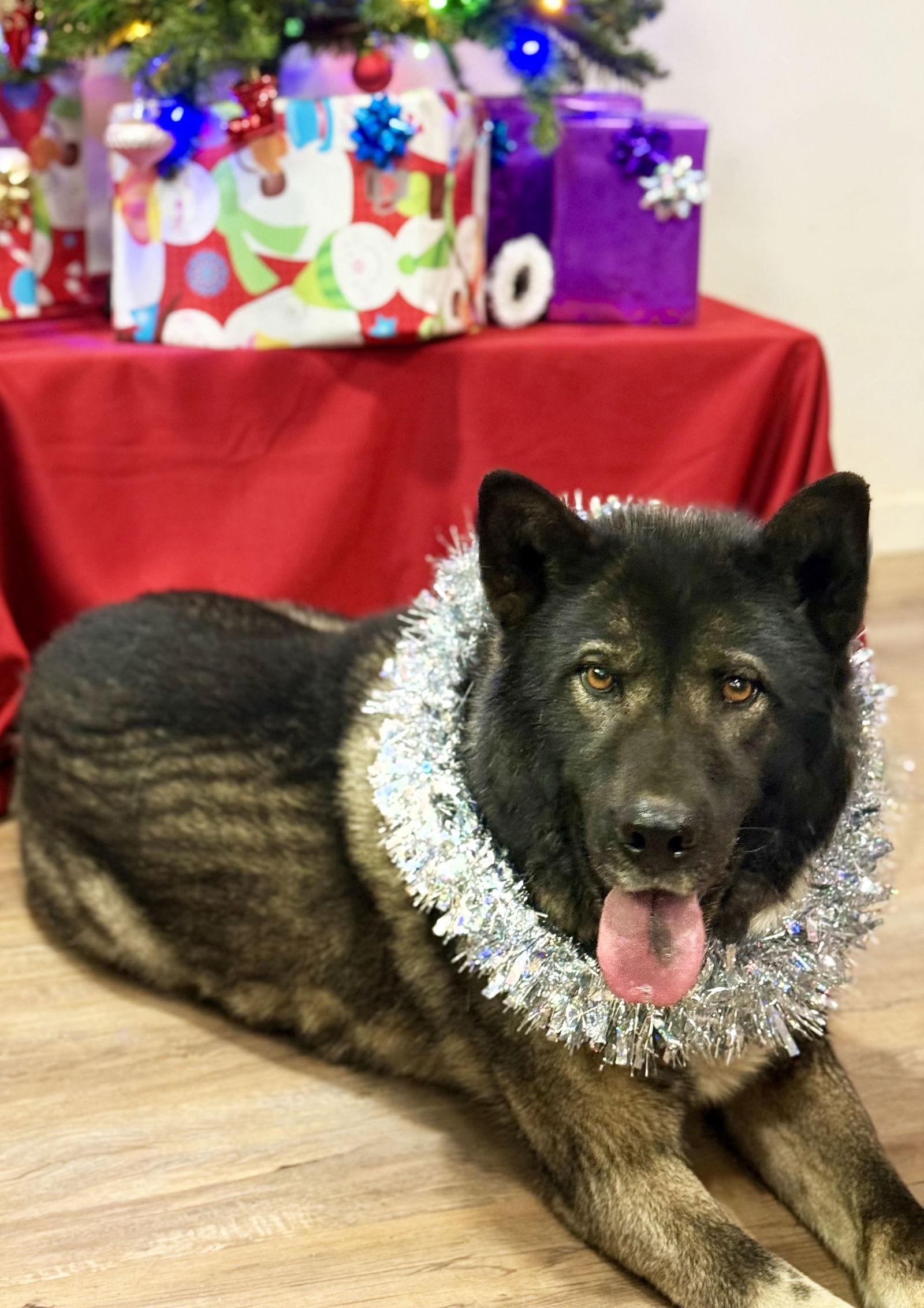 Enlarge Donna Jo, a Adoptable Akita in Romoland, CA image 2/3