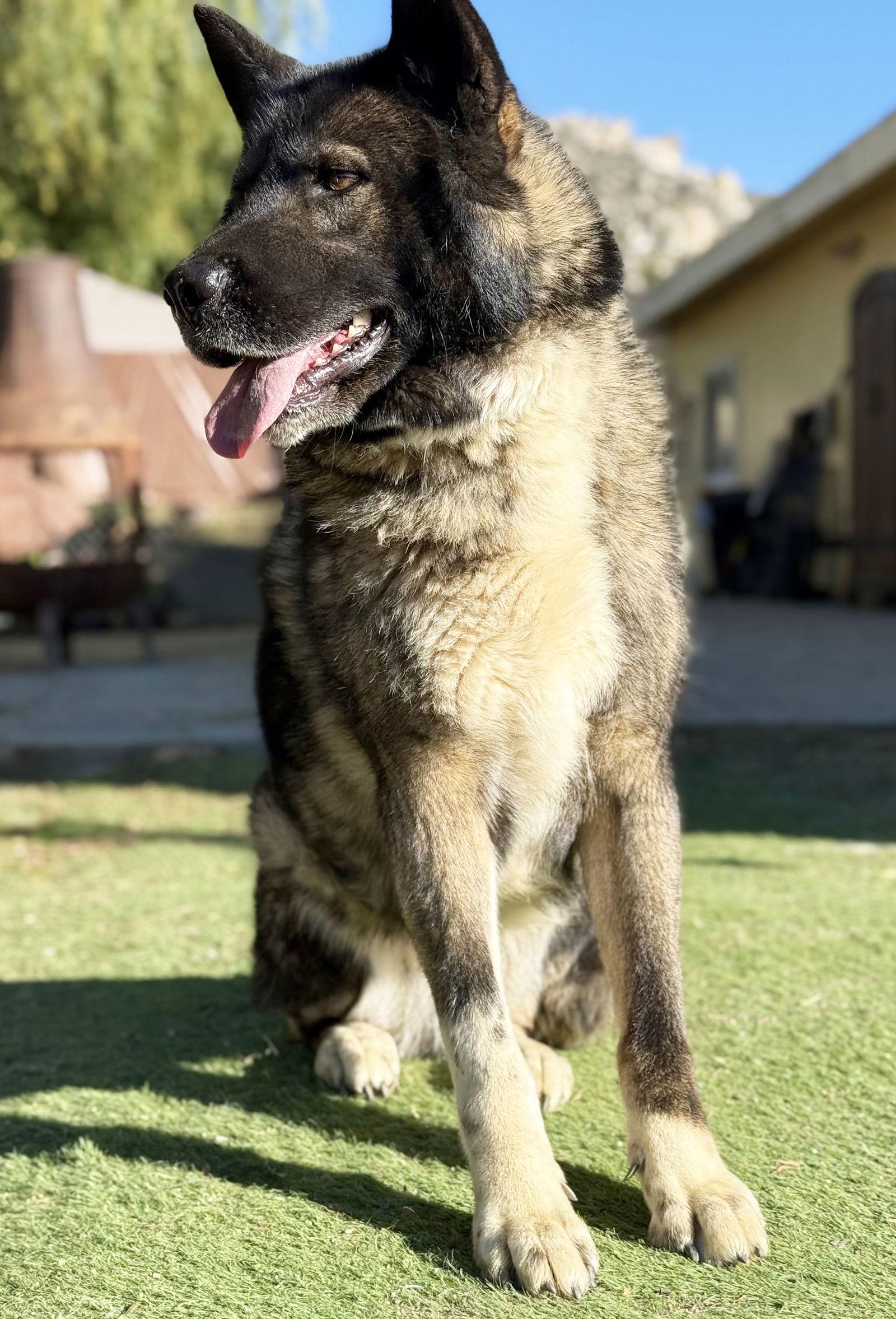 Enlarge Donna Jo, a Adoptable Akita in Romoland, CA image 3/3