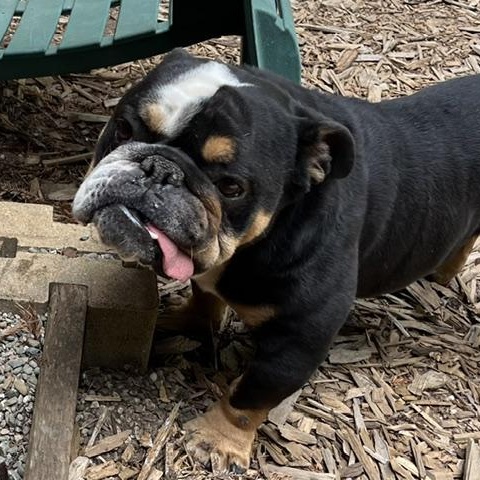Enlarge Poncho, a Adoptable English Bulldog in Folsom, CA image 2/3