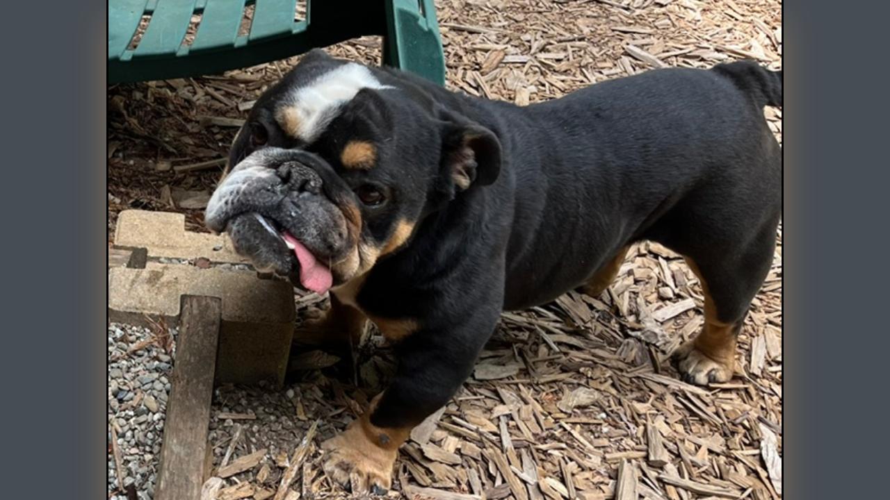 Enlarge Poncho, a Adoptable English Bulldog in Folsom, CA image 3/3