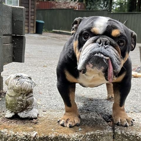 Poncho, Adoptable, Adult Male English Bulldog.