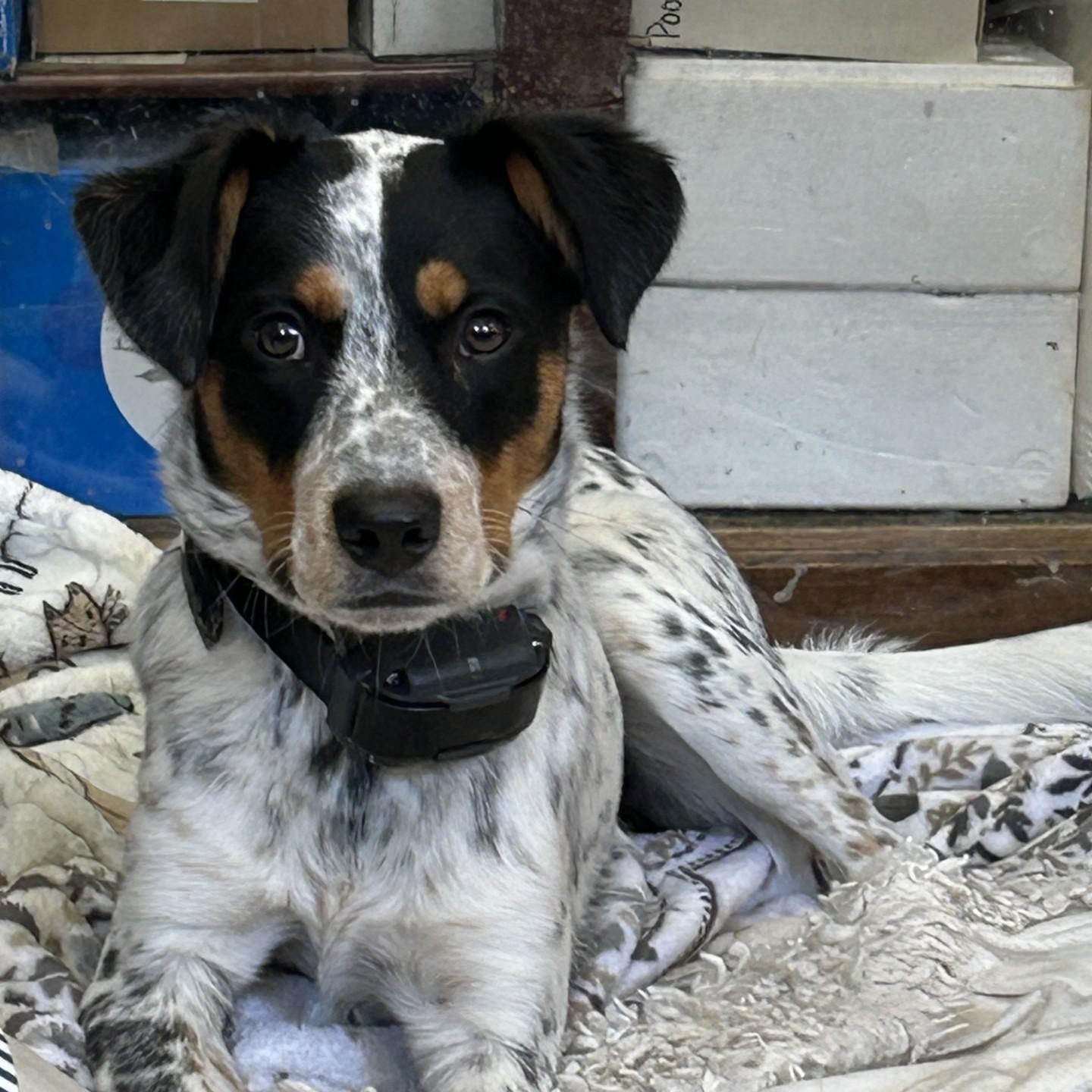 Hopper, adopted, Young Male Beagle & Australian Cattle Dog / Blue Heeler.