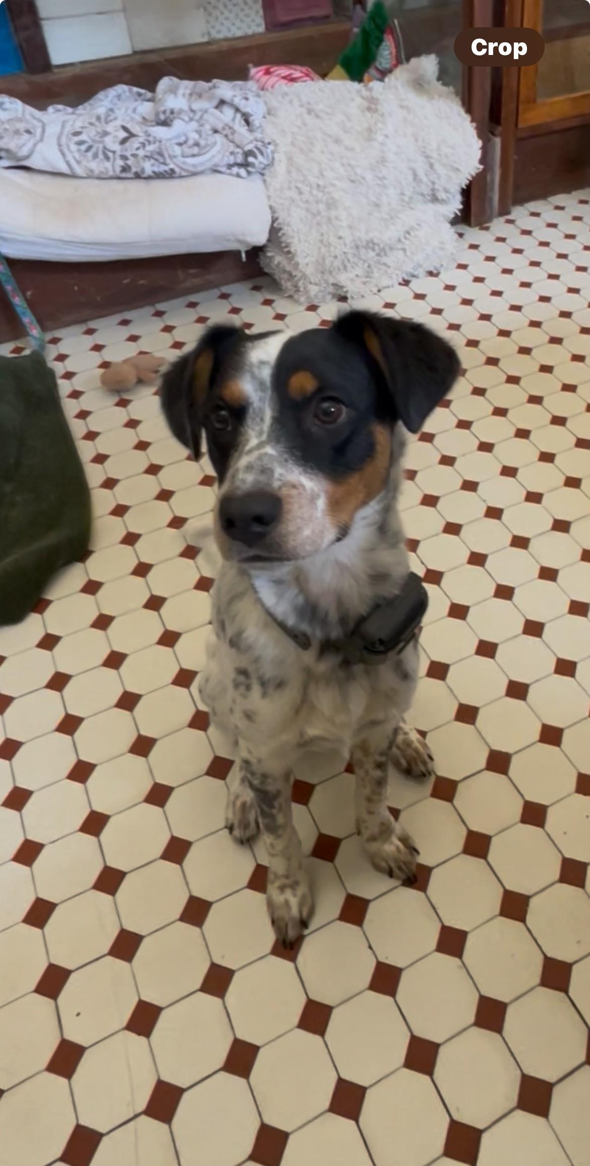 Enlarge Hopper, an adopted mixed breed in Springdale, AR image 4/4