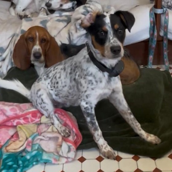 Enlarge Hopper, an adopted mixed breed in Springdale, AR image 2/4