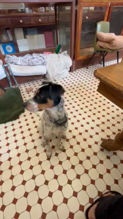 Enlarge Hopper, an adopted mixed breed in Springdale, AR video 3/4