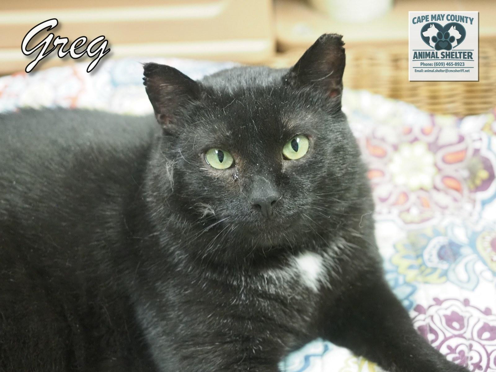Enlarge Greg, a Adoptable Domestic Short Hair in Cape May Court House, NJ image 2/4