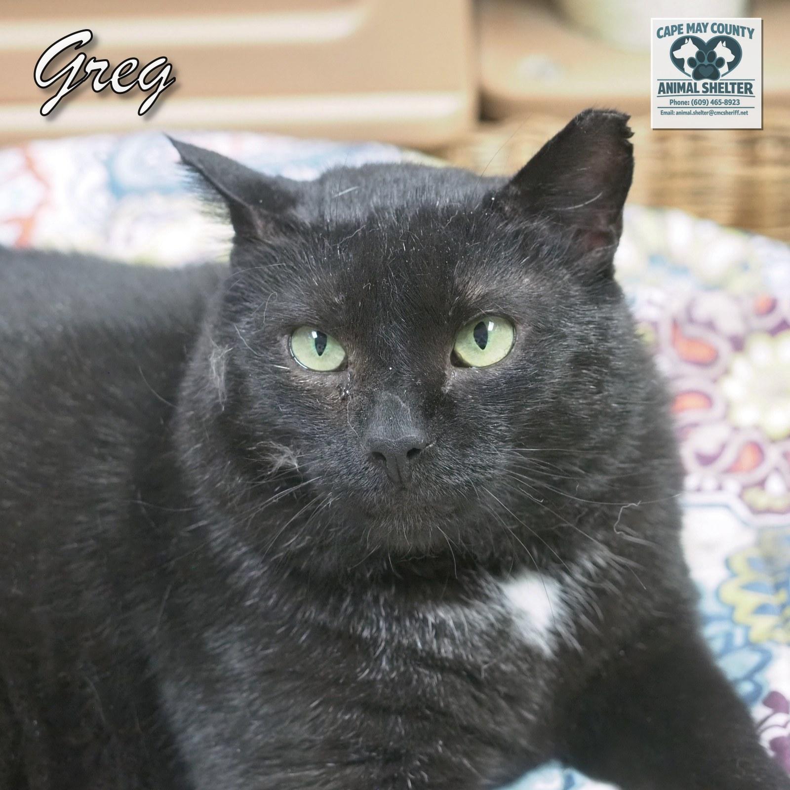 Enlarge Greg, a Adoptable Domestic Short Hair in Cape May Court House, NJ image 4/4