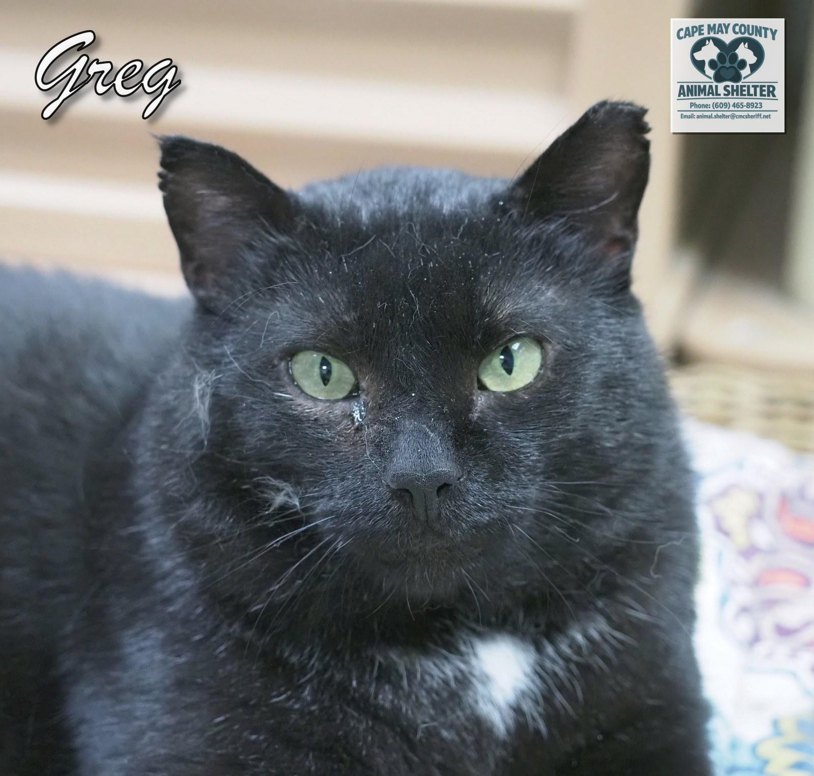 Enlarge Greg, a Adoptable Domestic Short Hair in Cape May Court House, NJ image 1/4