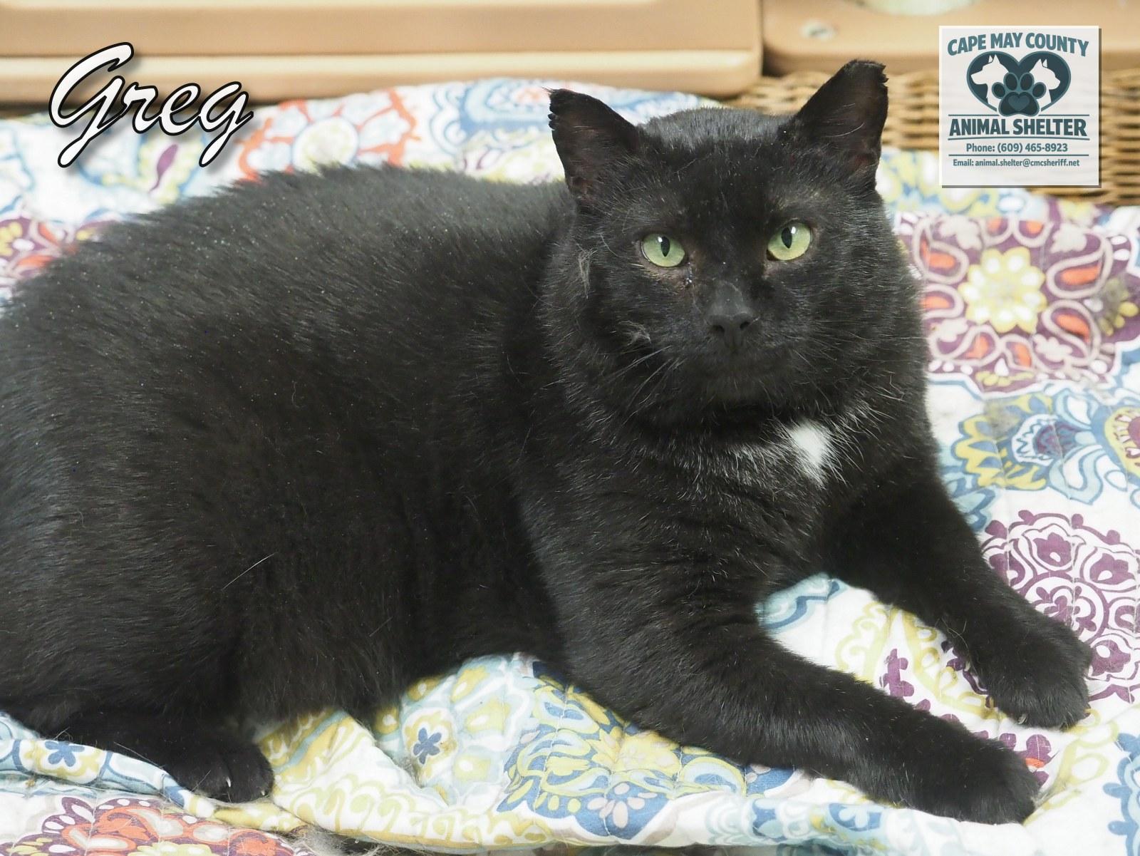 Enlarge Greg, a Adoptable Domestic Short Hair in Cape May Court House, NJ image 3/4