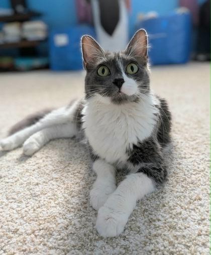 Enlarge Millie, a ADOPTABLE Domestic Medium Hair in Edmond, OK image 2/3