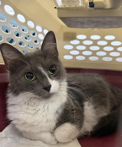 Enlarge Millie, a ADOPTABLE Domestic Medium Hair in Edmond, OK image 3/3