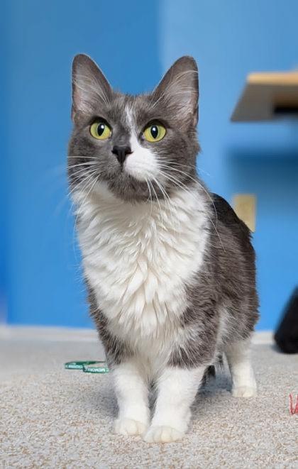 Enlarge Millie, a ADOPTABLE Domestic Medium Hair in Edmond, OK image 1/3