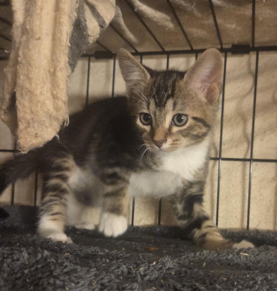 Mushu, Adopted, Kitten Male Domestic Short Hair.